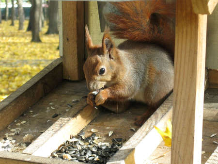 Squirrel chews sunflower seeds in the feeder in autumn parkの写真素材