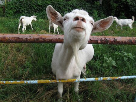 A white goat peeks out through a fenceの写真素材