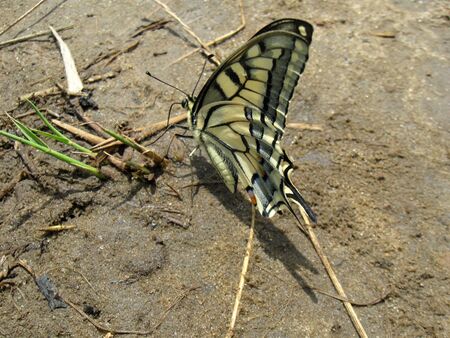 A beautiful butterfly sat down to rest on earthの写真素材