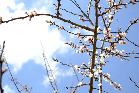 Apricot branch blossom on the background of skyの写真素材