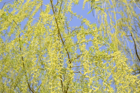 flowering willow branch against the blue skyの写真素材