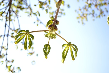 Chestnut buds bloom in springの写真素材