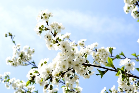 Cherry branch blossom on the background of skyの写真素材