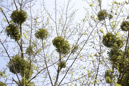 group of plant parasitic mistletoe on treesの写真素材