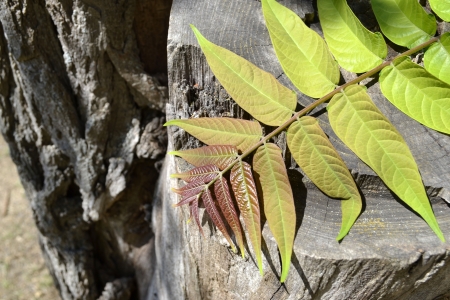 ailanthus tree branch on a section of an old treeの写真素材