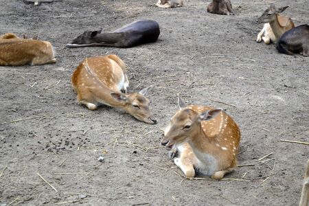 herd of spotted deer relaxing in the parkの写真素材