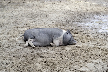female wild boar resting after feeding calvesの写真素材