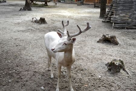 lone albino deer walking in the zooの写真素材