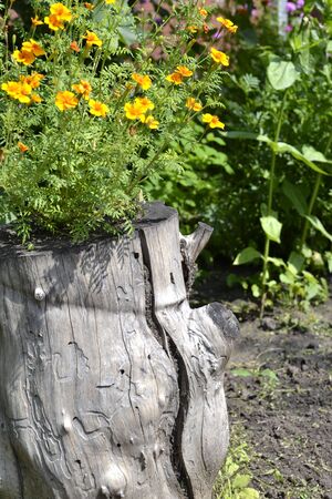 yellow flowers growing on old tree stumpの写真素材