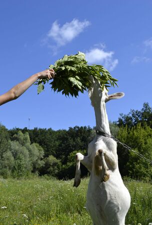 goat eating leaves from a human handの写真素材