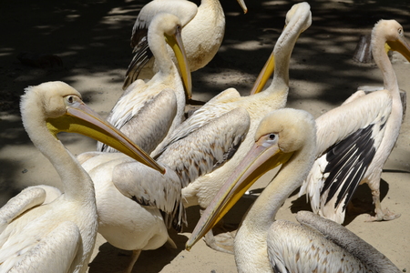pelicans are sitting in the parkの写真素材