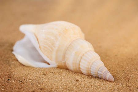 Long beige twisted shell on the sand