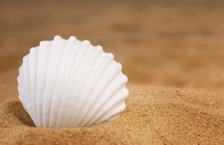 White seashell on the sand. Side viewの写真素材