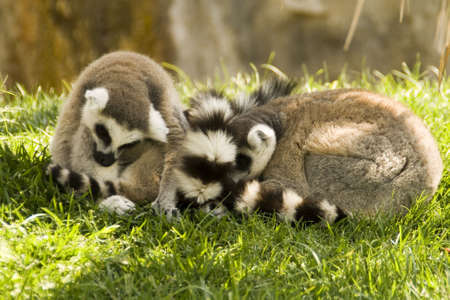 Lemur