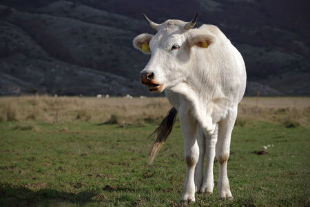 A white cow of adult cattle, breed Marcheの写真素材