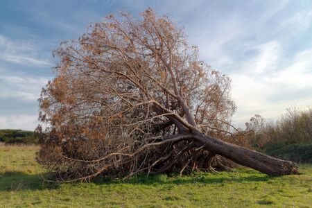A tree with trunk broken by the wind, still lying on the grass dead.
