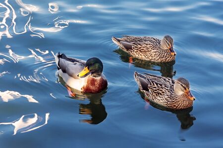 Three ducks in the family Anatidae, one male and two females, they swim in the waters of a lake.の写真素材