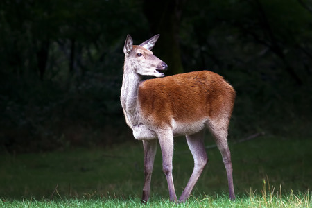 small deer, next to the forest, draws mother's attentionの写真素材