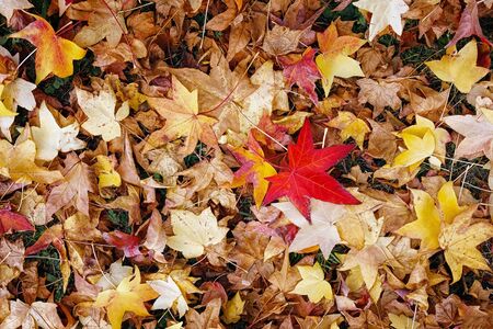 Pile of dry leaves taken from above. Leaves of various colors, from yellow to orange to red to...