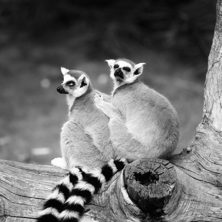 Two ring-tailed lemurs embraced together on a tree. Big eyes with lively color and classic...