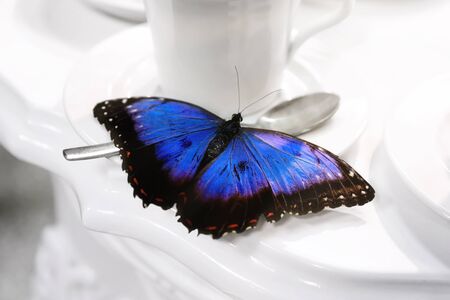 A blue butterfly rests on a cup of porcelain for tea. The blue wings are open and the bright color...
