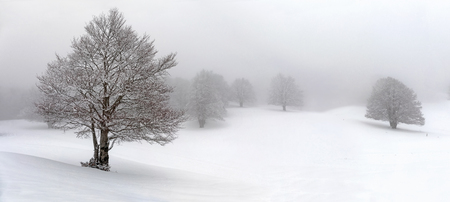 Hill and trees covered with snow, in the background you can see the snow-covered forest. Daytime scene, composition of multiple images for a wide background.の写真素材