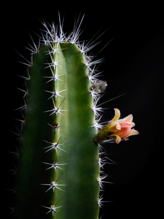 Macro closeup of a cactus plant and its flower, type Cereus peruvianus. Black background, soft light.の写真素材