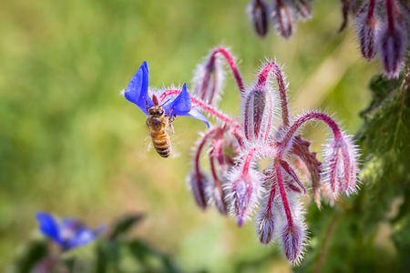 Bee sucks nectar on a borage flower. Beautiful blue borage flowers and buds still to hatch from the borage plant.の写真素材