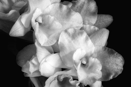 胡蝶蘭の写真 イラスト素材一覧 73 242件 ストックフォトのamanaimages Plus