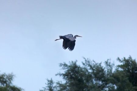 A gray heron flying over the lake in the Mediterranean oasisの写真素材