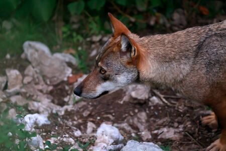 Wolf, italian wolf close up. The predator looks at the camera with an intense gaze. Splendid specimen of Italian wolf, unique subspecies Canis lupus italicus.の写真素材