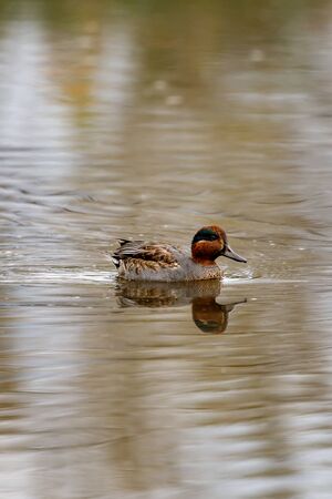 Duck swims on the surface of the water in search of food. The Alzavola belongs to the Anatidae family and is a duck with extremely variegated and shimmering plumage, which reveals its true nature in contact with water, where it proves to be agile and fast.の写真素材