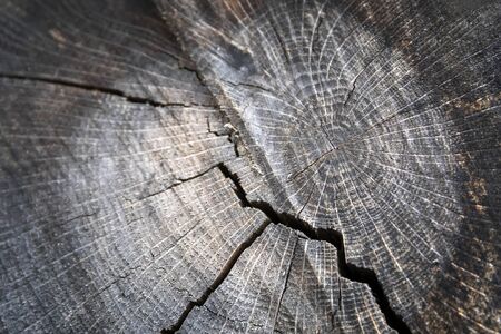 The wood rings, the grain and the structure of the wooden logs. Close up of the section of a cut tree trunkの写真素材
