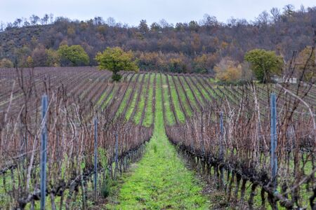 Field cultivated with vines for the production of wine. Vines pruned and without grapes arranged in rows, in the winter season.の写真素材