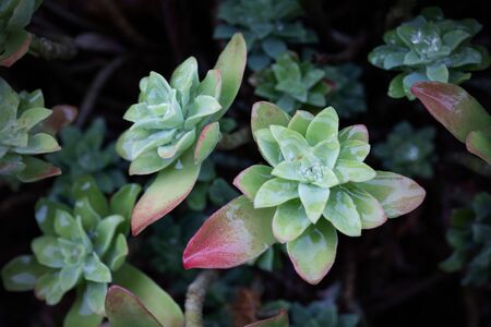 Macro of the succulent plant Sedum palmeri, wet from the dew. Plant belonging to the Sedum genus...