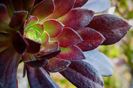 Genus Aeonium of the large family of Crassulaceae. The leaves, fleshy and swollen, form symmetrical rosettes and have colors from light green to dark purple, up to black.の写真素材