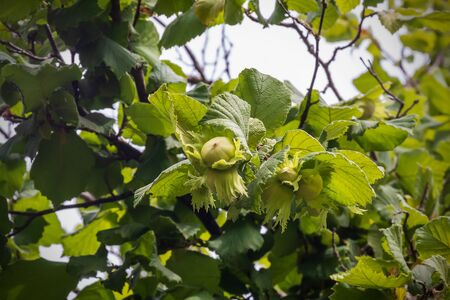 Some still unripe hazelnuts hang from the branch of a tree whose fruits are not ripe yet. The green of the leaves surrounds the few hazelnuts.の写真素材