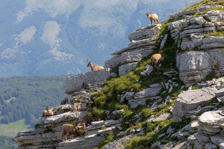Chamois family with offspring. Wild chamois on the rocks at the top of the summit. Wild animal in...