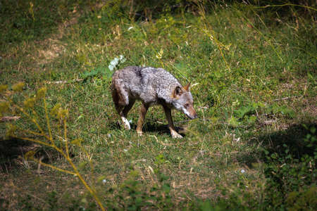 Adult example of an Italian Apennine wolf, wounded in the right leg.の写真素材