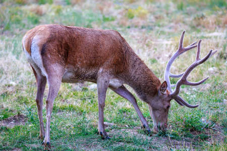Adult male deer eats grass in the flowery meadow.の写真素材