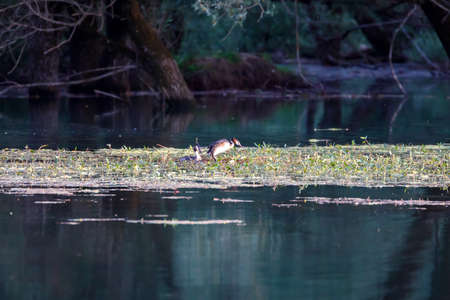 The Great Crested Grebe is a bird that prefers freshwater ponds, it is a partially sedentary and...