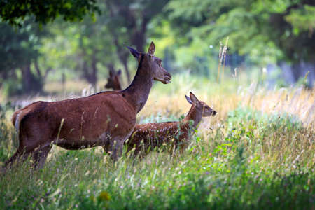 Doe mother with her cub, grazes the grass in the forest, always being careful to spot possible...