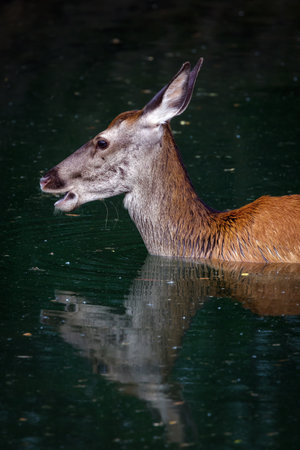 Red deer - Cervus elaphus. Female deer takes a refreshing bath immersed in the water of the lake.の写真素材