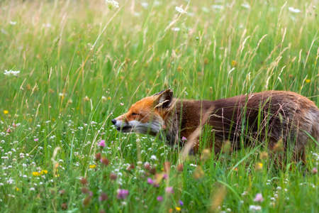 A splendid specimen of red fox photographed in the foreground while looking for its prey in the tall...