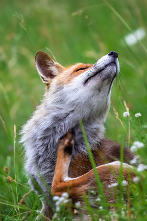 A splendid specimen of red fox photographed in the foreground, against the backdrop of the flowering...