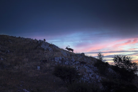 Specimens of wild red deer in nature, also known as royal deer or European deer, artiodactyl mammal belonging to the Cervidae family.の写真素材