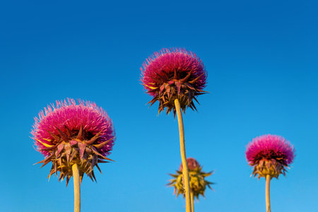 Close up of a group of milk thistle flowers against a blue sky background. Natural and organic superfood product made from wild flowers.の写真素材