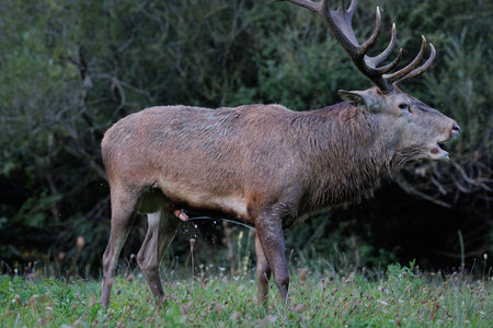 Adult red deer urinate on themselves during the rutting season to mark their territory and attract females. This behavior is accompanied by the characteristic "bellow" (guttural sound) and physical challenges among males.の写真素材