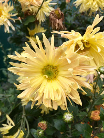 Beautiful fowers all in bloom
