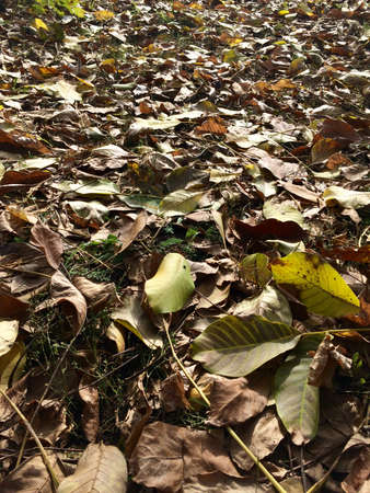 Small beetles on walnut leavesの写真素材